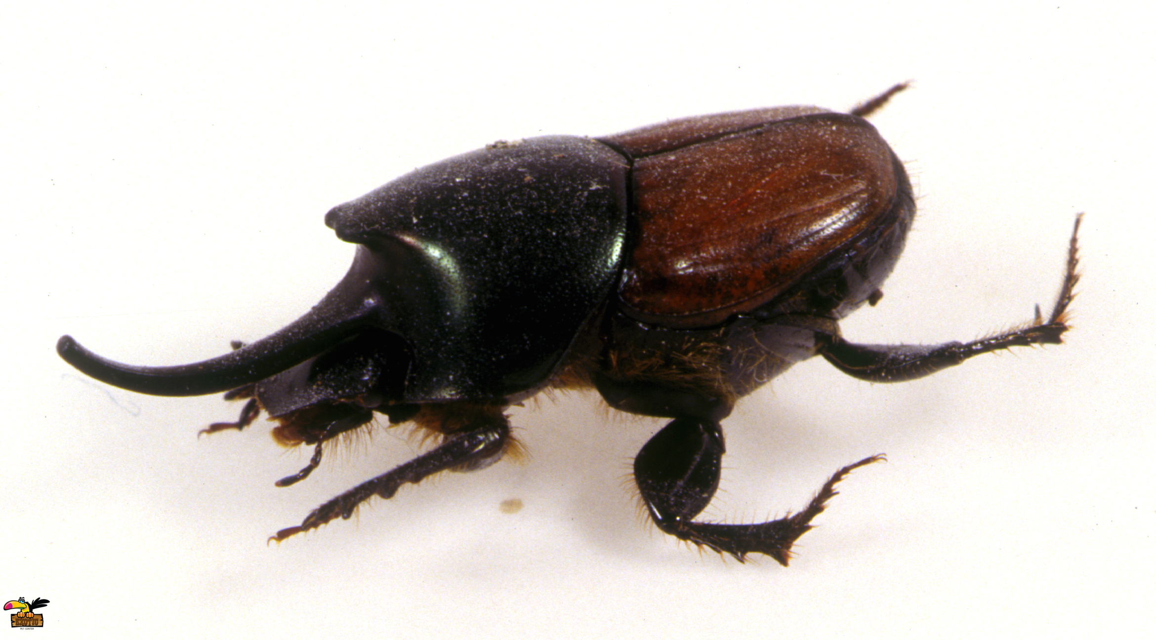 rhinoceros beetle for sale
