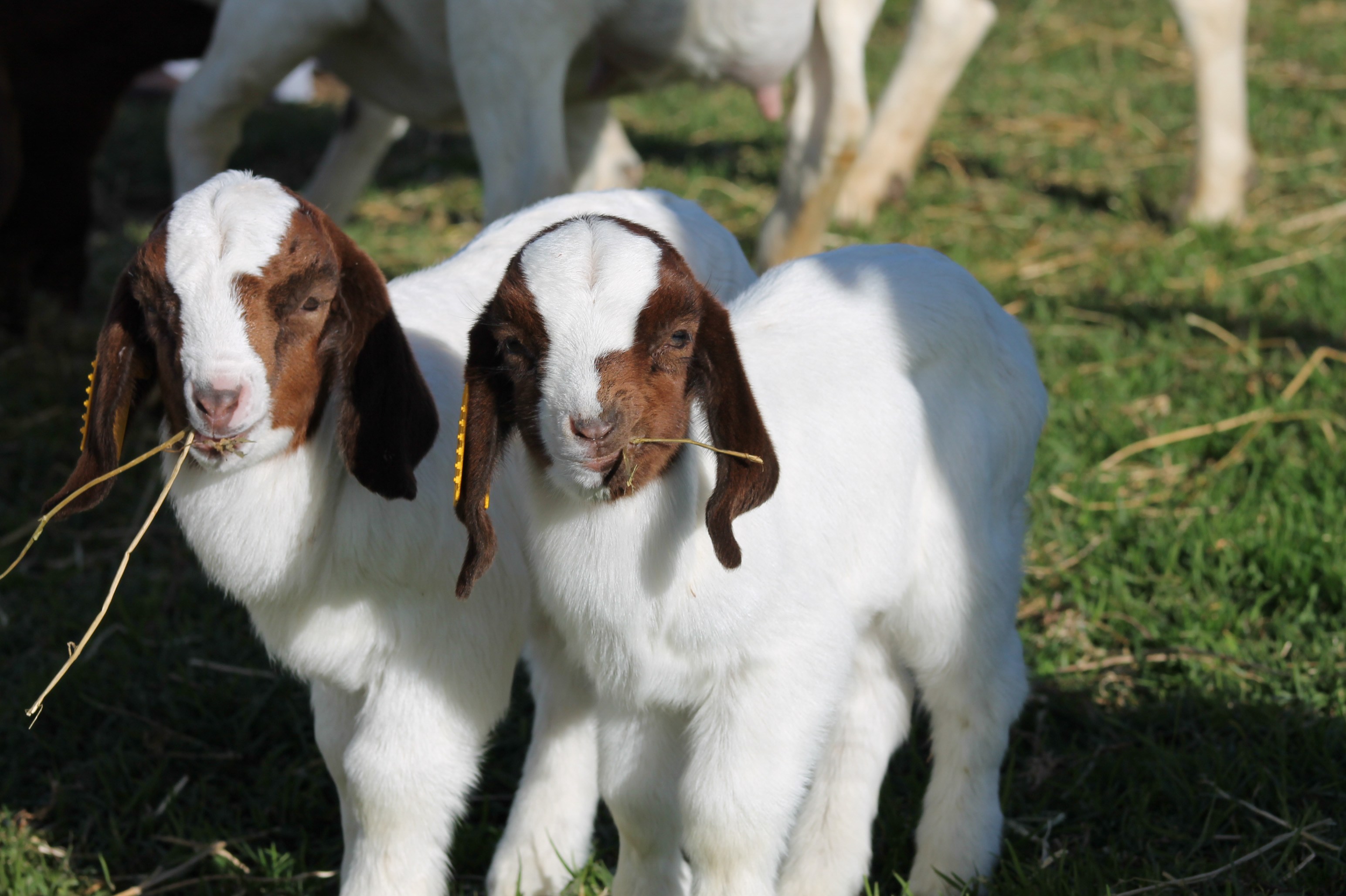 Boer Goat For Sale Online Order Boer Goat Online Boer Goat For Sale