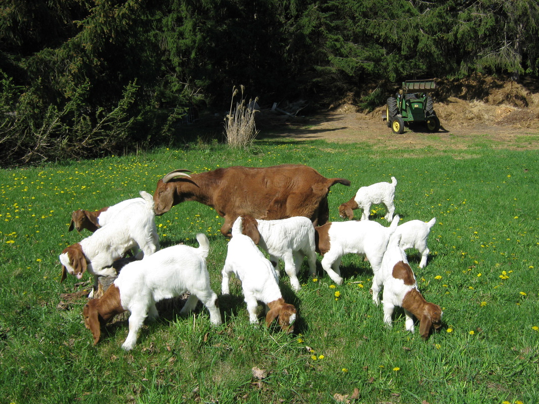 Boer Goat