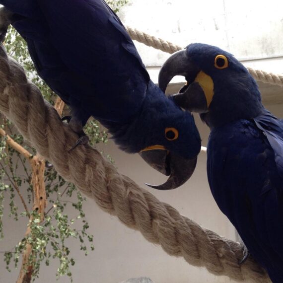 Buy Hyacinth Macaw Parrot Online Hyacinth Macaw Parrot For Sale