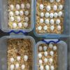 Hyacinth Macaw Eggs
