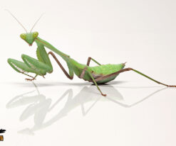 African Lined Mantis