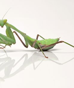 African Lined Mantis