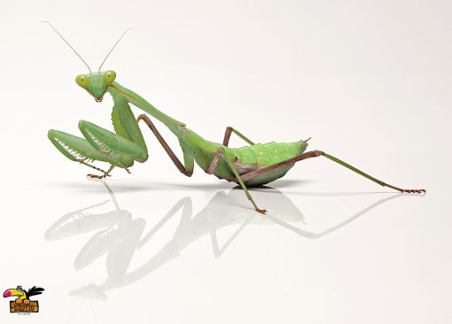 African Lined Mantis