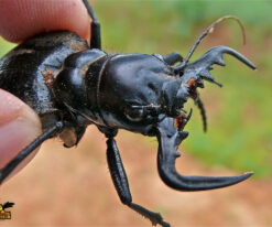 African Tiger Beetle