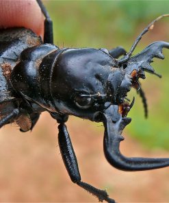 African Tiger Beetle