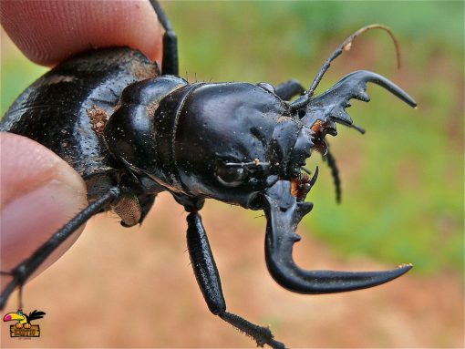 African Tiger Beetle