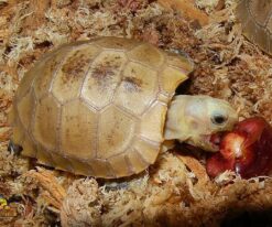 elongated tortoise, elongata tortoise, indotestudo elongata, elongated tortoises,