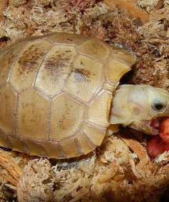 Baby Elongated Tortoise