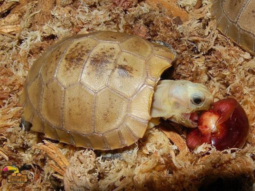 Baby Elongated Tortoise