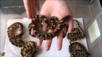 Baby Enchi Orange Ghost Ball Python