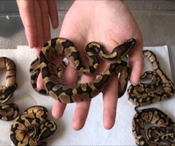 Baby Enchi Orange Ghost Ball Python