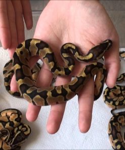 Baby Enchi Orange Ghost Ball Python