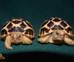 indian star tortoise, star tortoise in india, star tortoise species, nakshatra tortoise, star tortoise india, star tortoise, star tortoises, india tortoise, starback tortoise, india star turtle, indian star turtle, indian tortoise, india tortoise, starback tortoise, india star turtle, star turtle price, indian star, star indian tortoise, star turtle, indian star turtle price, indian star tortoise price in india, indian star tortoise cost, star tortoise india, full grown indian star tortoise, indian star tortoise buy, star turtle for sale, indian star tortoise size, star tortoise cost, indian star tortoise for sale