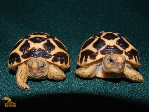 Baby Indian Star Tortoise