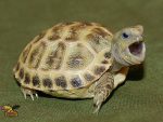 Baby Russian Tortoise