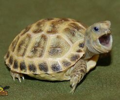 Baby Russian Tortoise