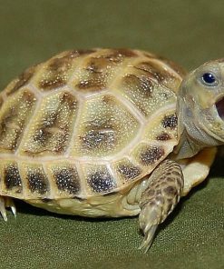 Baby Russian Tortoise