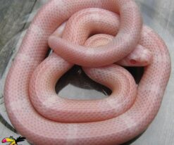 Baby Sunglow Boa Constrictor