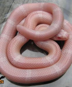 Baby Sunglow Boa Constrictor