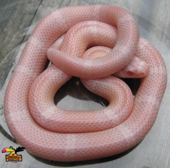 pink boa constrictor