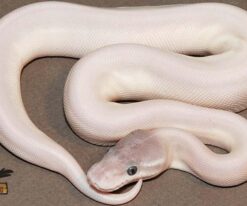Baby Super Mojave Ball Python