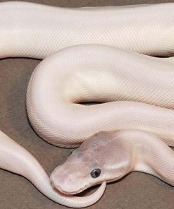 Baby Super Mojave Ball Python