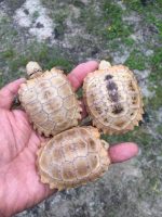 Baby Elongated Tortoise