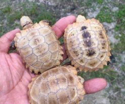 Baby Elongated Tortoise
