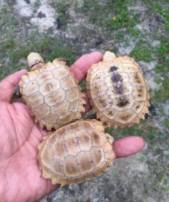 Baby Elongated Tortoise