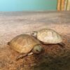 Baby Elongated Tortoise1