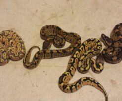 Baby Enchi Orange Ghost Ball Python