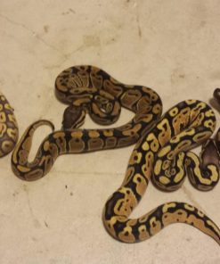 Baby Enchi Orange Ghost Ball Python