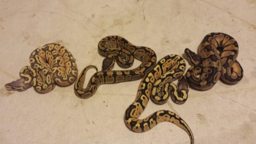 Baby Enchi Orange Ghost Ball Python