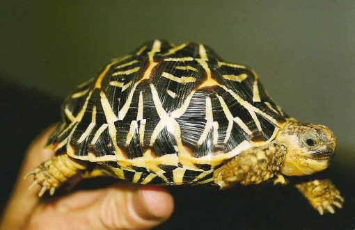 Baby Indian Star Tortoise