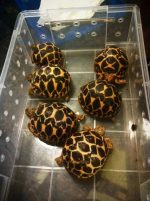 Baby Indian Star Tortoise