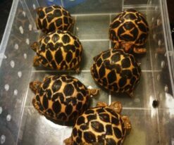 Baby Indian Star Tortoise