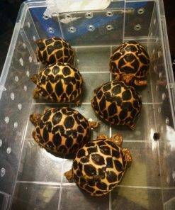 Baby Indian Star Tortoise