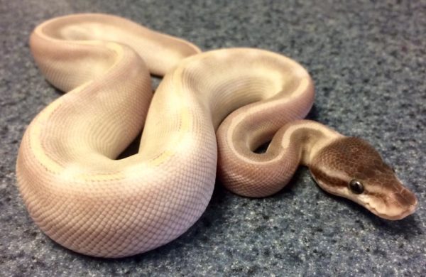 Buy Baby Purple Passion Ball Python | Passion Ball Python For Sale