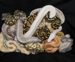 Baby Purple Passion Ball Python