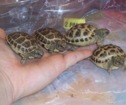 Baby Russian Tortoise