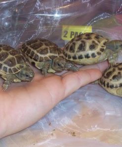 Baby Russian Tortoise