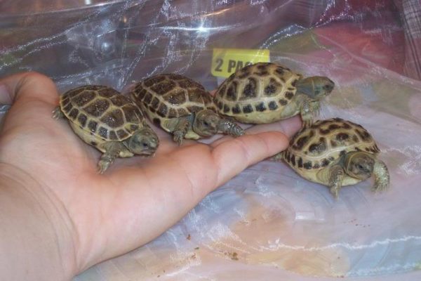 Baby Russian Tortoise