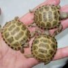 Baby Russian Tortoise1
