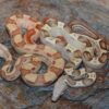 Baby Sunglow Boa Constrictor