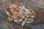 Baby Sunglow Boa Constrictor