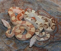 Baby Sunglow Boa Constrictor