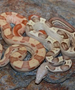 Baby Sunglow Boa Constrictor