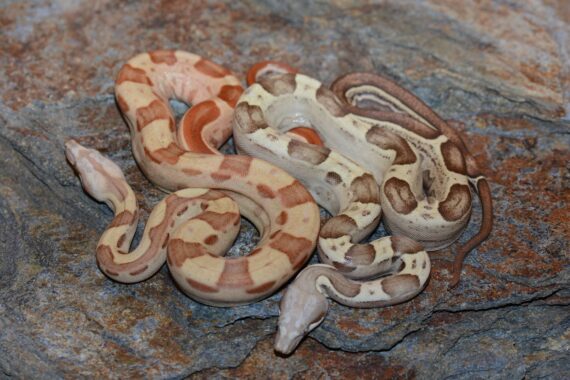 boa constrictor baby for sale