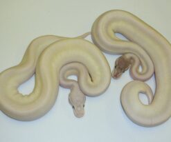 Baby Super Mojave Ball Python